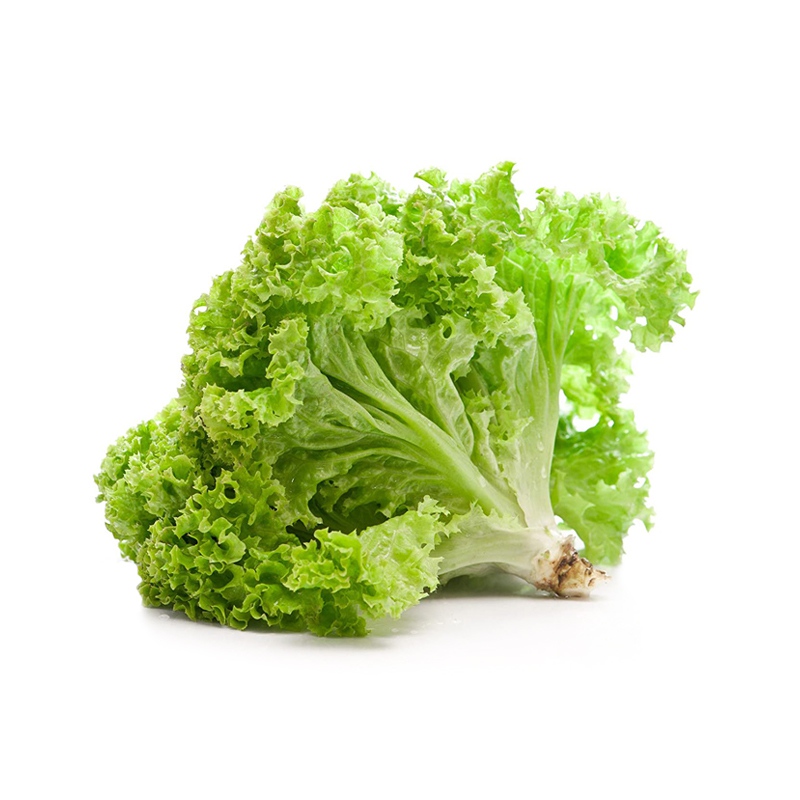Vinh Phuc Fresh Lettuce NET 100g DISTRIBUCIONES HOYOSTOOLS SAS
